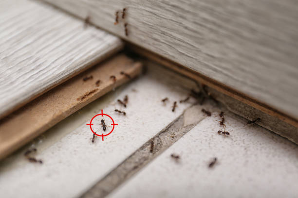 Best Pest Prevention Services  in Mascoutah, IL
