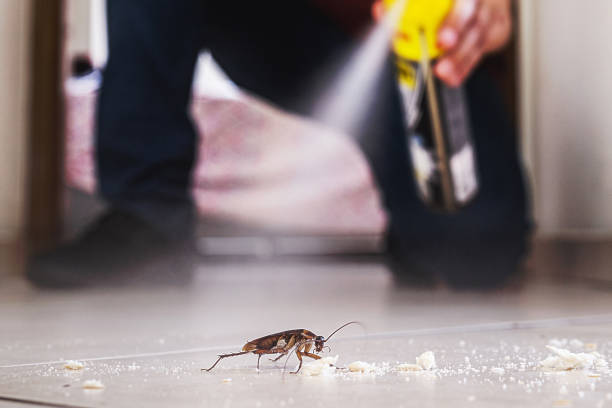 Best Local Pest Control Services  in Mascoutah, IL